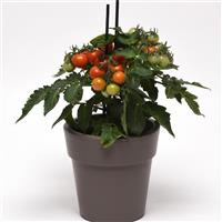 Edible Potted Tomato Red Velvet Bloom