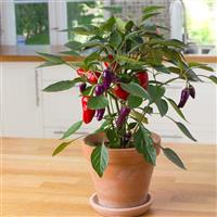 Edible Potted Pepper Cosmo Container