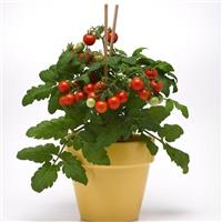 Edible Potted Tomato Siam Bloom