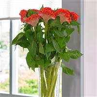 Neo™ Orange Cutflower