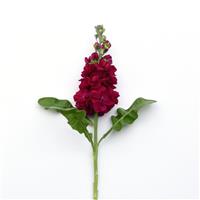 Opera Francesca Single Stem, White Background