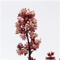 Heucherette™ Pink Single Stem, White Background