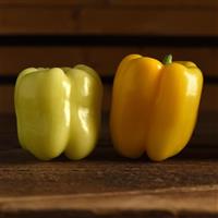 Pepper Spotlight Bloom