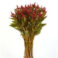 Celway™ Orange Mono Vase, White Background