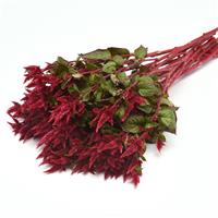 Celway™ Red Grower Bunch