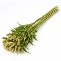 Celway™ White Grower Bunch