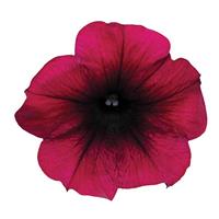 Easy Wave<sup>®</sup> Burgundy Velour Bloom