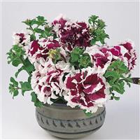 Pirouette Purple Container