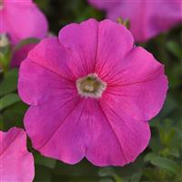 Madness<sup>®</sup> Pink Bloom