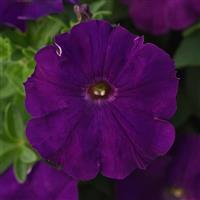 Madness<sup>®</sup> Royal Bloom