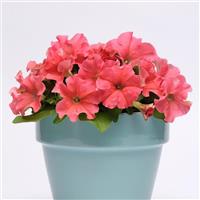 Pretty Grand™ Coral Container