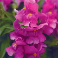 Snapshot™ Purple Bloom