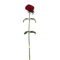 Sweet™ Red Single Stem, White Background