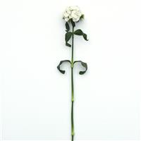 Sweet™ White Single Stem, White Background