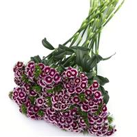 Sweet™ Purple White Bicolor Grower Bunch