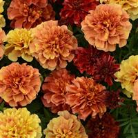 French Marigold Strawberry Blonde Bloom