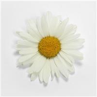 Leucanthemum White Lion Bloom