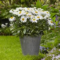Leucanthemum White Lion Container