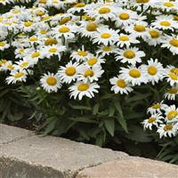 Leucanthemum White Lion Landscape