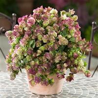 Ornamental Oregano Kirigami Container