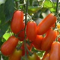 Tomato Marzito Bloom