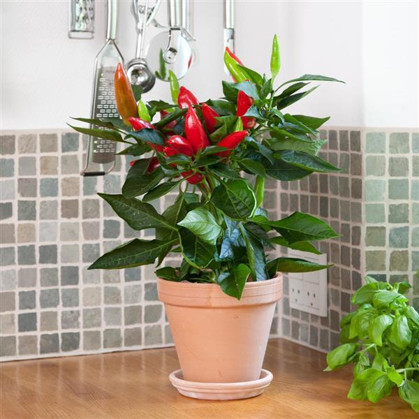 Edible Potted Pepper Hot Burrito Container