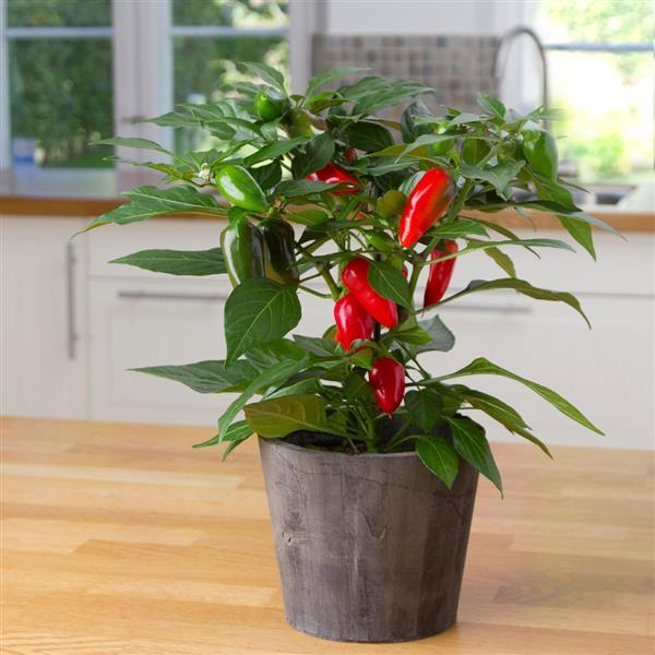 Edible Potted Pepper Tamale Container