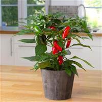 Edible Potted Pepper Tamale Container