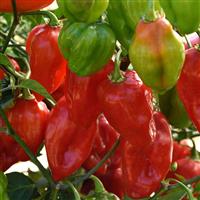 Pepper Primero Red Bloom