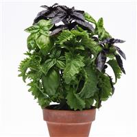 SimplyHerbs™ Try Basil Bloom