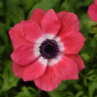 Mona Lisa<sup>®</sup> Pink Bloom