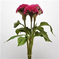 Neo™ Rose Cutflower