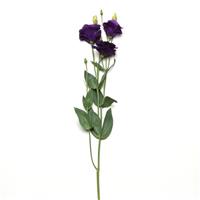 ABC™ 2 Purple Single Stem, White Background