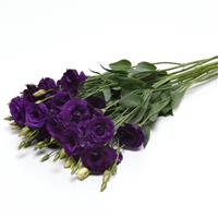 ABC™ 2 Purple Grower Bunch
