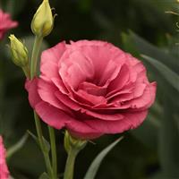 ABC™ 2 Rose Bloom
