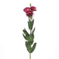 ABC™ 2 Rose Single Stem, White Background