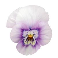 Sorbet<sup>®</sup> XP Pink Halo Bloom