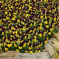 Sorbet<sup>®</sup> XP Yellow Jump Up Landscape