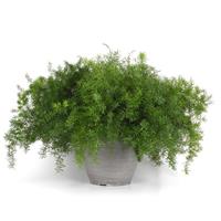 Asparagus FuzzyFern™ Frizz Container