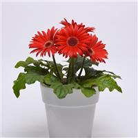 ColorBloom™ Red with Dark Eye Container