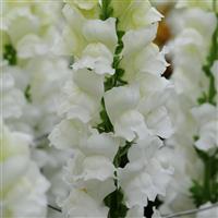 Early Potomac™ White Bloom