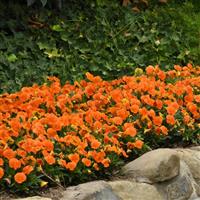 Sorbet<sup>®</sup> XP Deep Orange Landscape