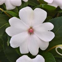 Solarscape<sup>®</sup> White Pearl Bloom
