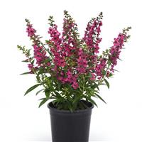 Serena<sup>®</sup> Magenta Container