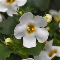 Galactic Mist White Bloom