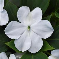 Beacon<sup>®</sup> White Bloom