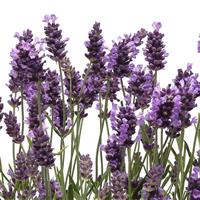 Ellagance Purple Bloom