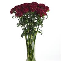 Sweet™ Purple Mono Vase, White Background