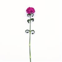 Sweet™ Neon Purple Single Stem, White Background