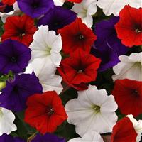 Easy Wave<sup>®</sup> The Flag Mixture Bloom